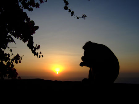 Singe � Bali