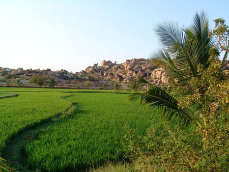Hampi Rizi�re