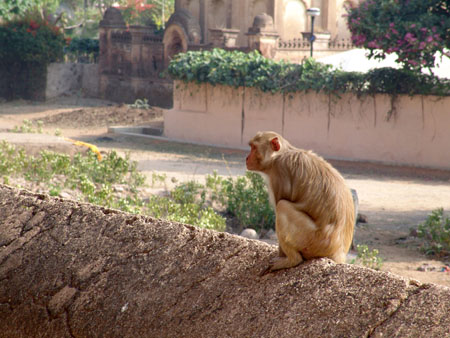 Monkey Orchha