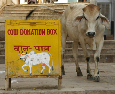 Cow donation box