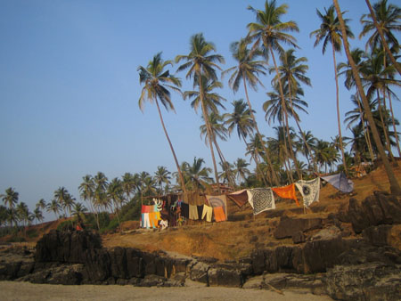Cocotiers et tentures au vent � Goa