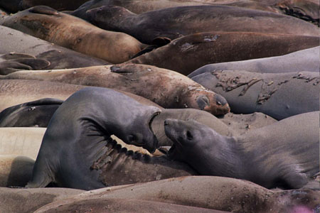 El�phants de mer 