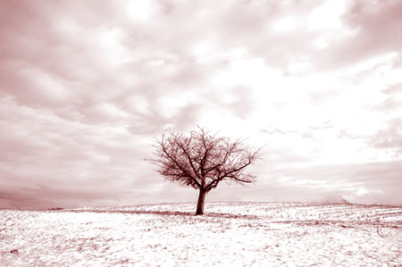 L'arbre solitaire