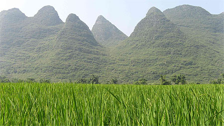 Rizi�re dans le sud de la Chine