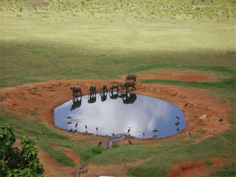 Safari et �l�phants
