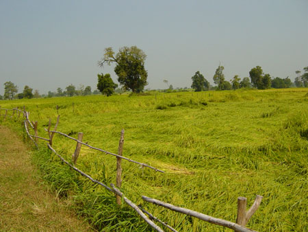 Champ de riz � Nong Buadeng