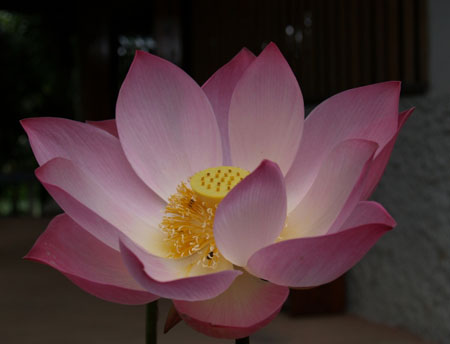 Fleur de lotus