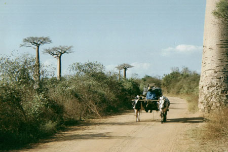 Charette � zebu