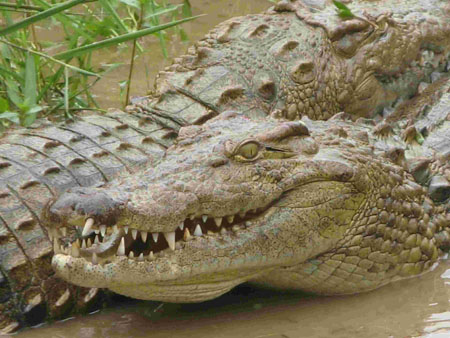 Crocodiles