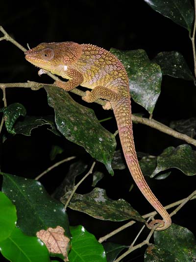 Cam�l�on brevicornis