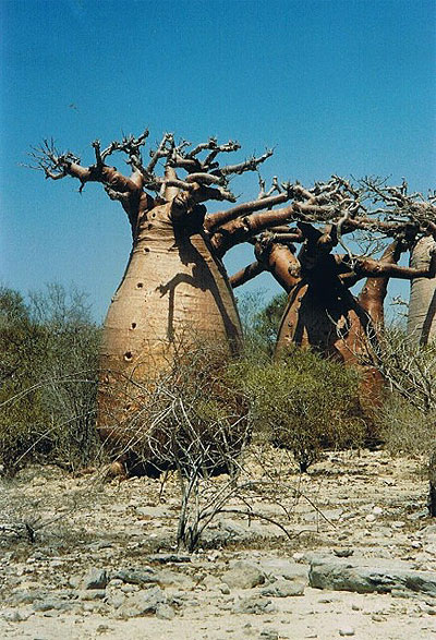 Baobabs ob�ses