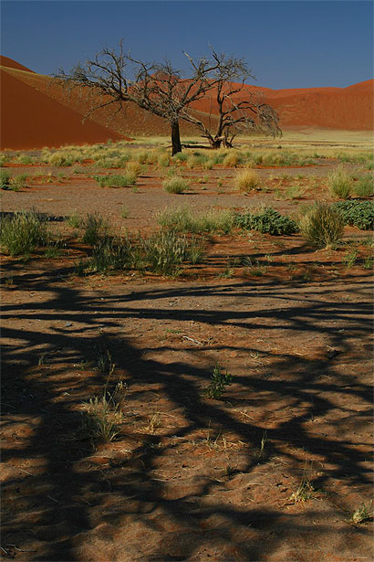 Desert de Namib