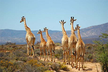 Girafes