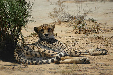 Guepard