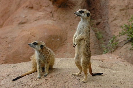 Suricates