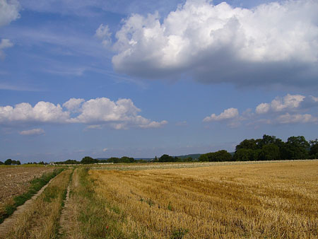 Champs de bl�s Auvers sur Oise