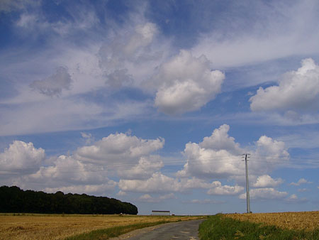 Champs de bl�s d'Auvers sur Oise