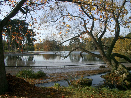 Arbres au bois