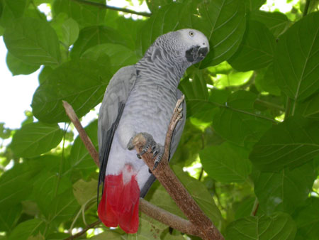 Perroquet � Rihiveli
