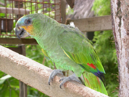 Perroquet sur Rihiveli