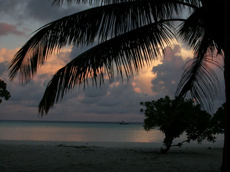 Coucher de soleil sur les cocotiers