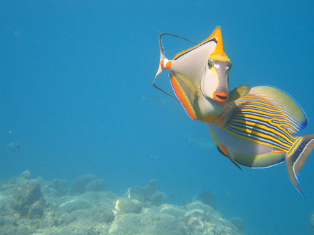 Ballet de couleurs!