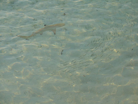 Requin pointes noires