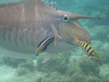Unicornfish et son "nettoyeur" attitr�