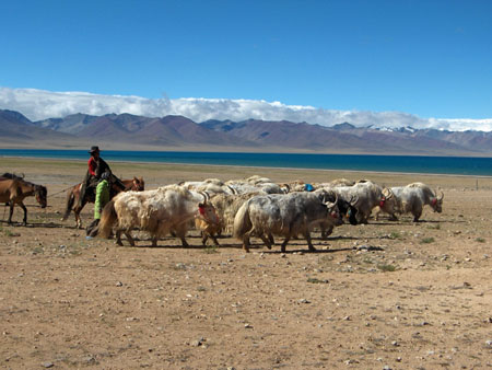 Eleveur de yaks