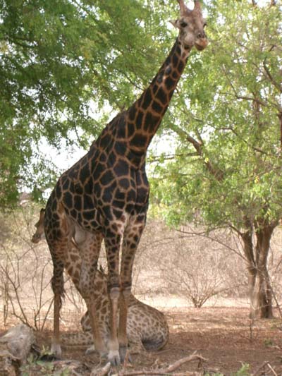 Girafes R�serve de Bandia 