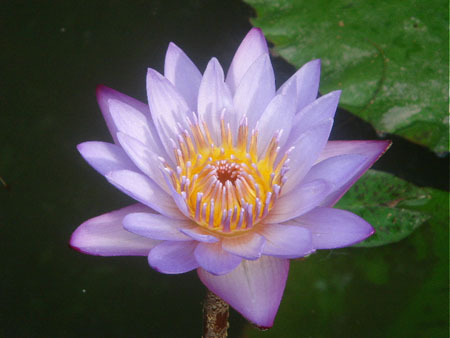 Majestueux n�nuphar