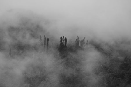 Arbres