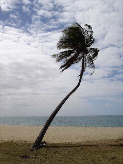 Cocotier dans le vent !!!