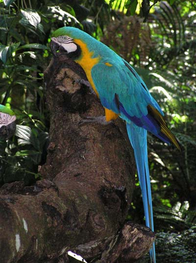 Ara au Parc aux Oiseaux