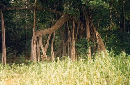 Sur un affluent du rio negro