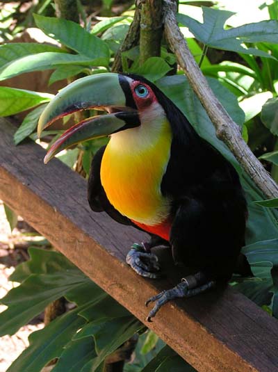Toucan