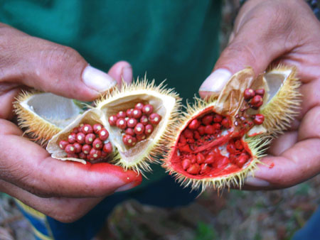 L'urucum