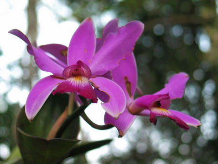 L'orchid�e de l'Amazonie