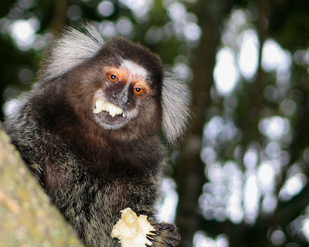 Macaco � l�heure du d�jeuner