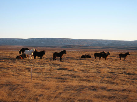 Chevaux islandais