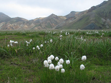 Fleurs