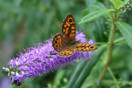 Papillon commun � Gassin