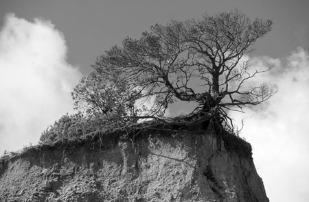 Arbre au Colorado proven�al