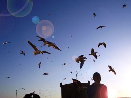 Complicit� entre p�cheurs et oiseaux de mer