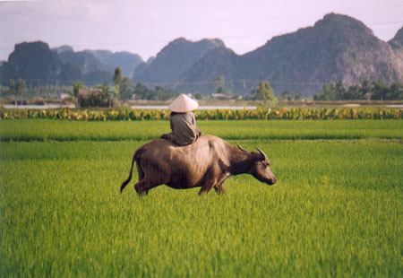 Gardienne de buffle