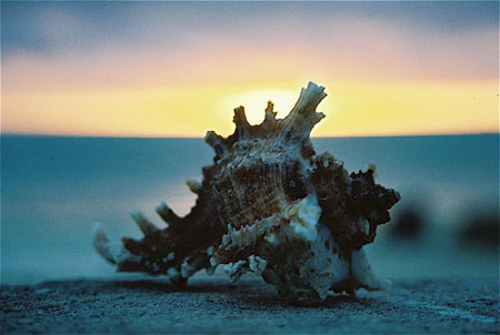 Coquillage