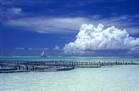 Lagon