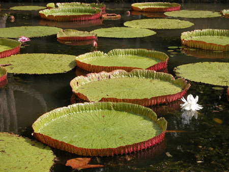 N�nuphars