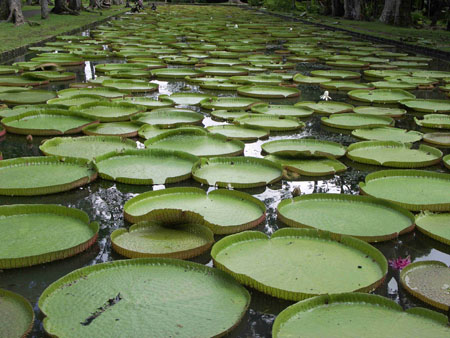 N�nuphars au Jardin Pamplemousse