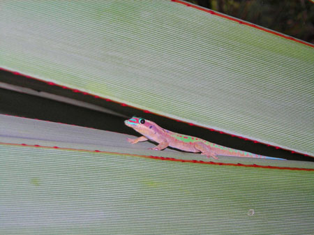 Gecko